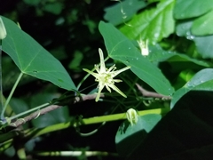 Passiflora filipes