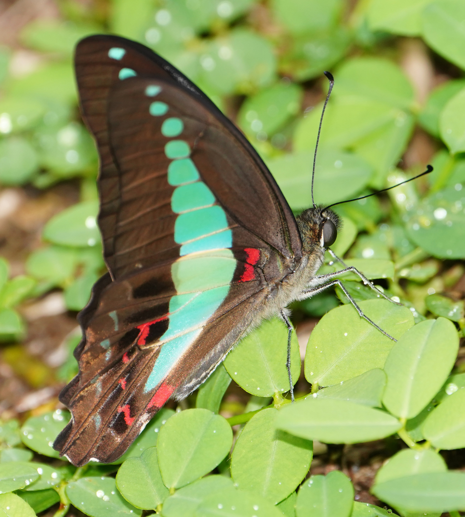 Graphium sarpedon (Linnaeus, 1758)