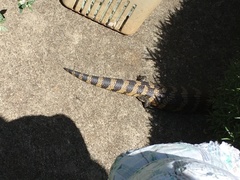 Tiliqua scincoides