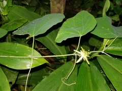Passiflora filipes