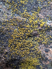 Candelariella aurella