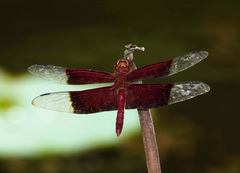 Camacinia gigantea