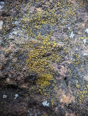 Candelariella aurella