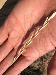 Elymus smithii