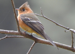 Mitrephanes phaeocercus