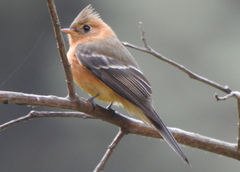 Mitrephanes phaeocercus