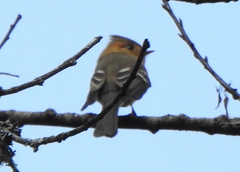 Mitrephanes phaeocercus