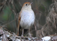 Catharus occidentalis