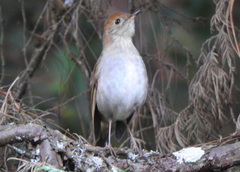 Catharus occidentalis