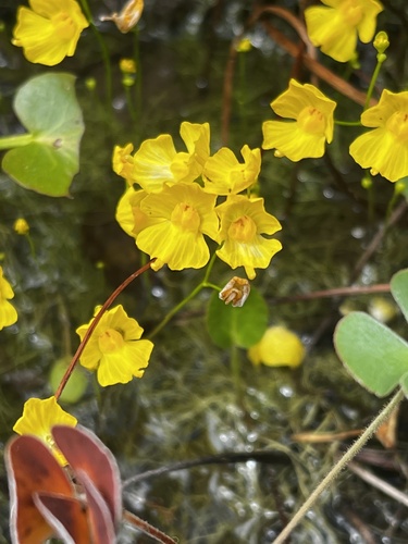 humped bladderwort