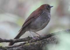 Catharus occidentalis