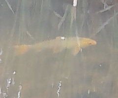 Cyprinus