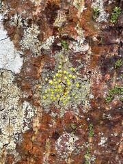 Lecanora symmicta