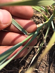 Elymus smithii