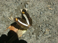 Doxocopa