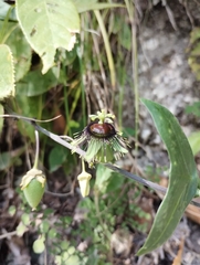 Passiflora xiikzodz