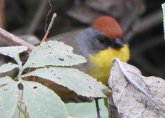 Atlapetes pileatus