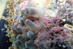 Zoanthus sansibaricus