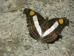 Doxocopa