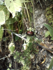 Passiflora xiikzodz