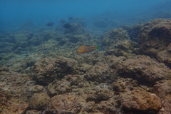 Thalassoma trilobatum