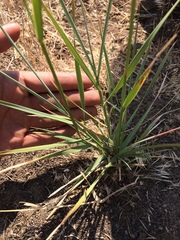 Elymus smithii