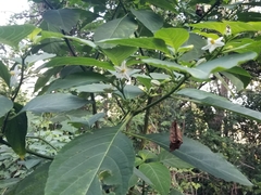 Witheringia meiantha