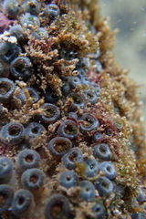 Zoanthus sansibaricus