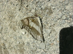 Doxocopa