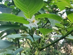 Witheringia meiantha