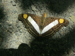 Doxocopa
