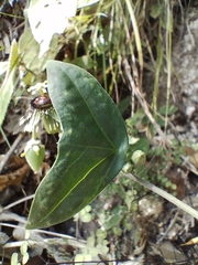 Passiflora xiikzodz