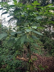 Witheringia meiantha