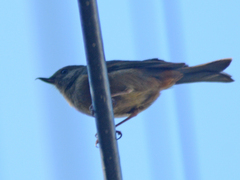 Diglossa baritula