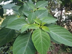 Witheringia meiantha