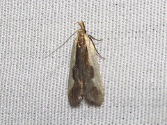 Dichomeris inserrata