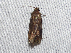 Endothenia hebesana