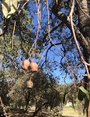 Corymbia calophylla