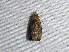 Olethreutes furfuranum