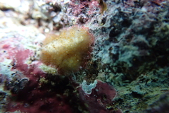 Thysanozoon tentaculatum