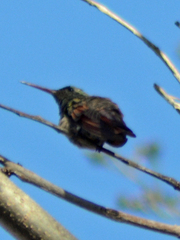 Saucerottia beryllina