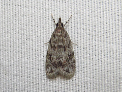 Scoparia basalis