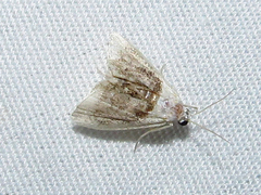 Lipocosmodes fuliginosalis