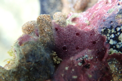 Chelonaplysilla violacea