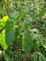 Malvaviscus penduliflorus