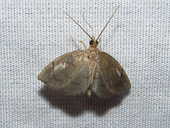 Perispasta caeculalis