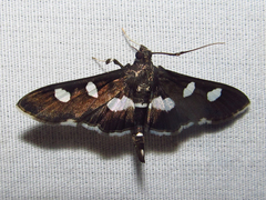 Desmia maculalis