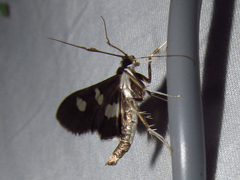 Desmia maculalis
