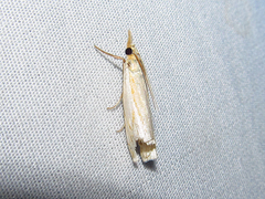 Crambus agitatellus