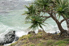 Pandanus tectorius
